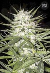 BULK SEED BANK - Early Top Skunk