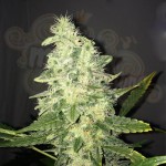 NIRVANA - Supreme CBD Kush