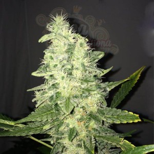 NIRVANA - Supreme CBD Kush