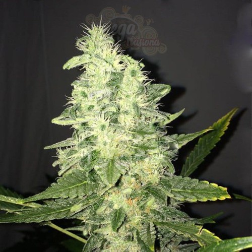 NIRVANA - Supreme CBD Kush