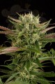 DINAFEM - Blue Cheese