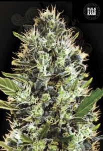 BULK SEED BANK - Auto Sunmango