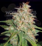 WORLD OF SEEDS - Mazar X White Rhino