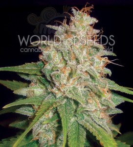 WORLD OF SEEDS - Mazar X White Rhino