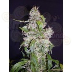 CBD Seeds - Auto Diesel
