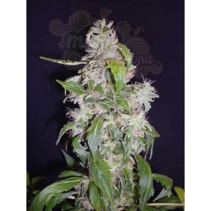 CBD Seeds - Auto Diesel