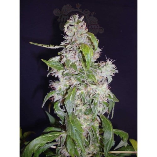CBD Seeds - Auto Diesel