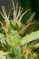DINAFEM - White Widow XXL Autoflowering