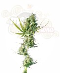  SENSI SEEDS - Durban