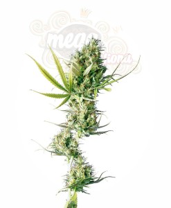  SENSI SEEDS - Durban
