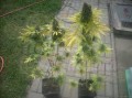 DUTCH PASSION - Skunk #11