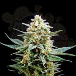 Biological Seeds - CRITICAL