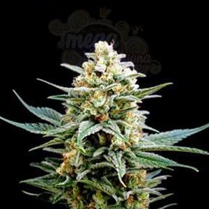 Biological Seeds - CRITICAL