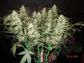 FASTBUDS - Gorilla Glue Auto