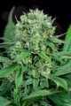 DINAFEM - Cheese CBD