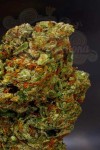 SOMA SEEDS - Lavender