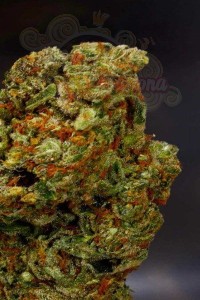 SOMA SEEDS - Lavender