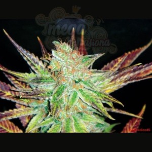 MEDICAL SEEDS - Prozack