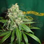 FANTASEEDS - AC Diesel