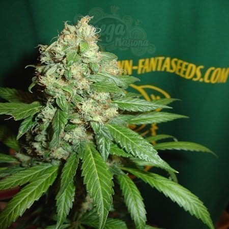 FANTASEEDS - AC Diesel