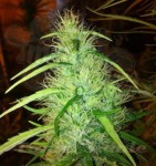 CBD Seeds - Mexican Haze