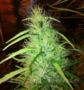 CBD Seeds - Mexican Haze