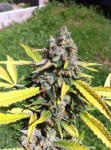 CBD AK47 (Odmiana medyczna)
