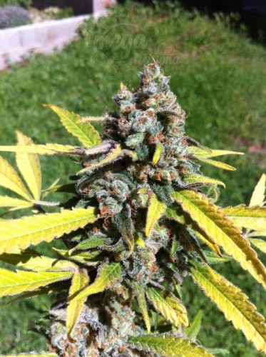 CBD AK47 (Odmiana medyczna)