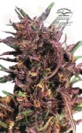 DUTCH PASSION - Purple #1