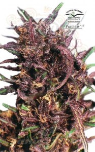 DUTCH PASSION - Purple #1