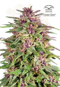 DUTCH PASSION - Frisian Dew