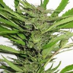 KC BRAINS - Afghani Special