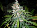 Super Lemon Haze