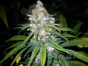 Super Lemon Haze