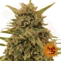 BARNEY'S FARM - Blueberry OG