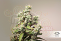 DUTCH PASSION - CBD Charlotte’s Angel ®