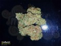 CBD Crew -  CBD Critical Mass