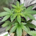 BARNEY'S FARM - Shiskaberry