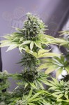 DINAFEM - Moby Dick CBD