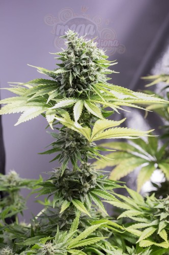 DINAFEM - Moby Dick CBD