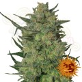 BARNEY’S FARM - LSD