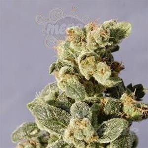 Biological Seeds - Auto Northern Light