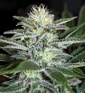 Biological Seeds - WHITE WIDOW