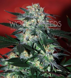 WORLD OF SEEDS - Delirium
