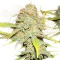 ROYAL QUEEN SEEDS - OG Kush