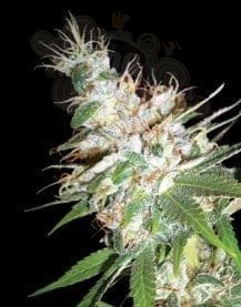 DNA GENETICS - LA Woman