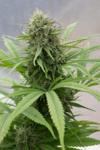DINAFEM - Critical Mass CBD