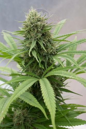 DINAFEM - Critical Mass CBD