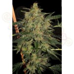 PARADISE SEEDS - Nebula II CBD