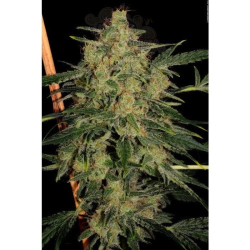 PARADISE SEEDS - Nebula II CBD